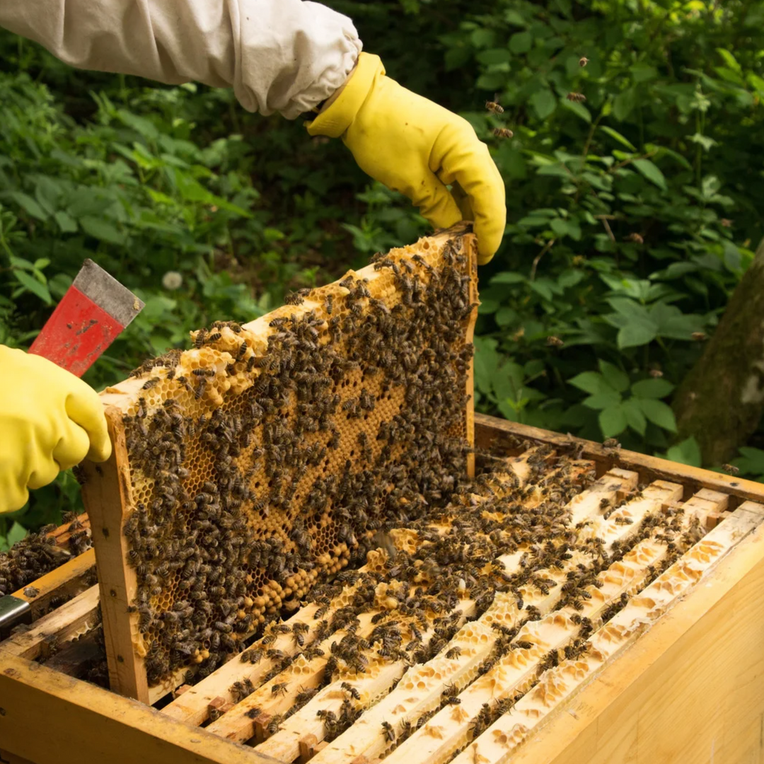Ethical beeswax source