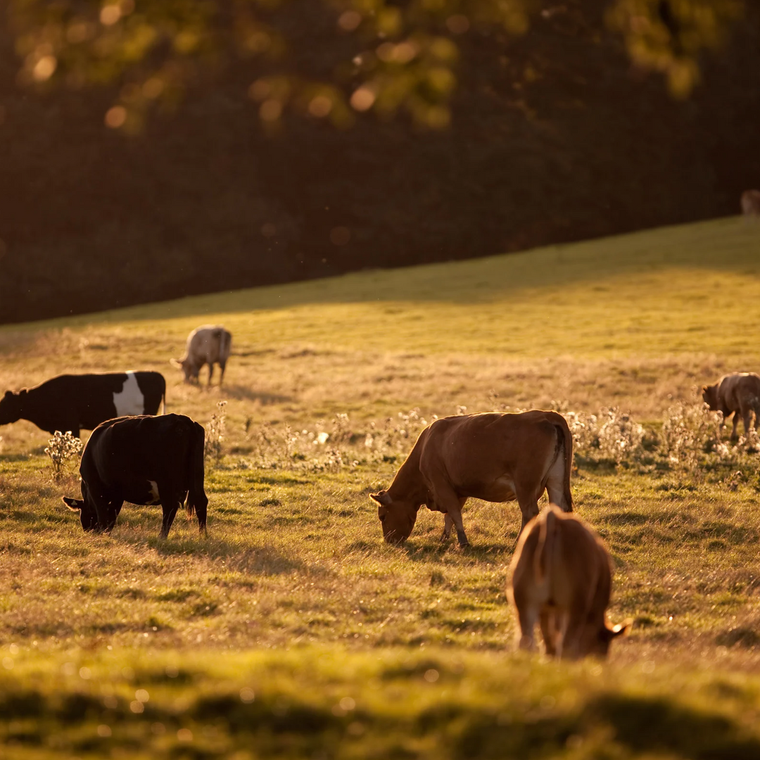 Grass-fed tallow source